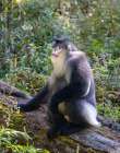 Asia-China-Tacheng-Yunnan Black Snub-Nosed Monkey Art Print